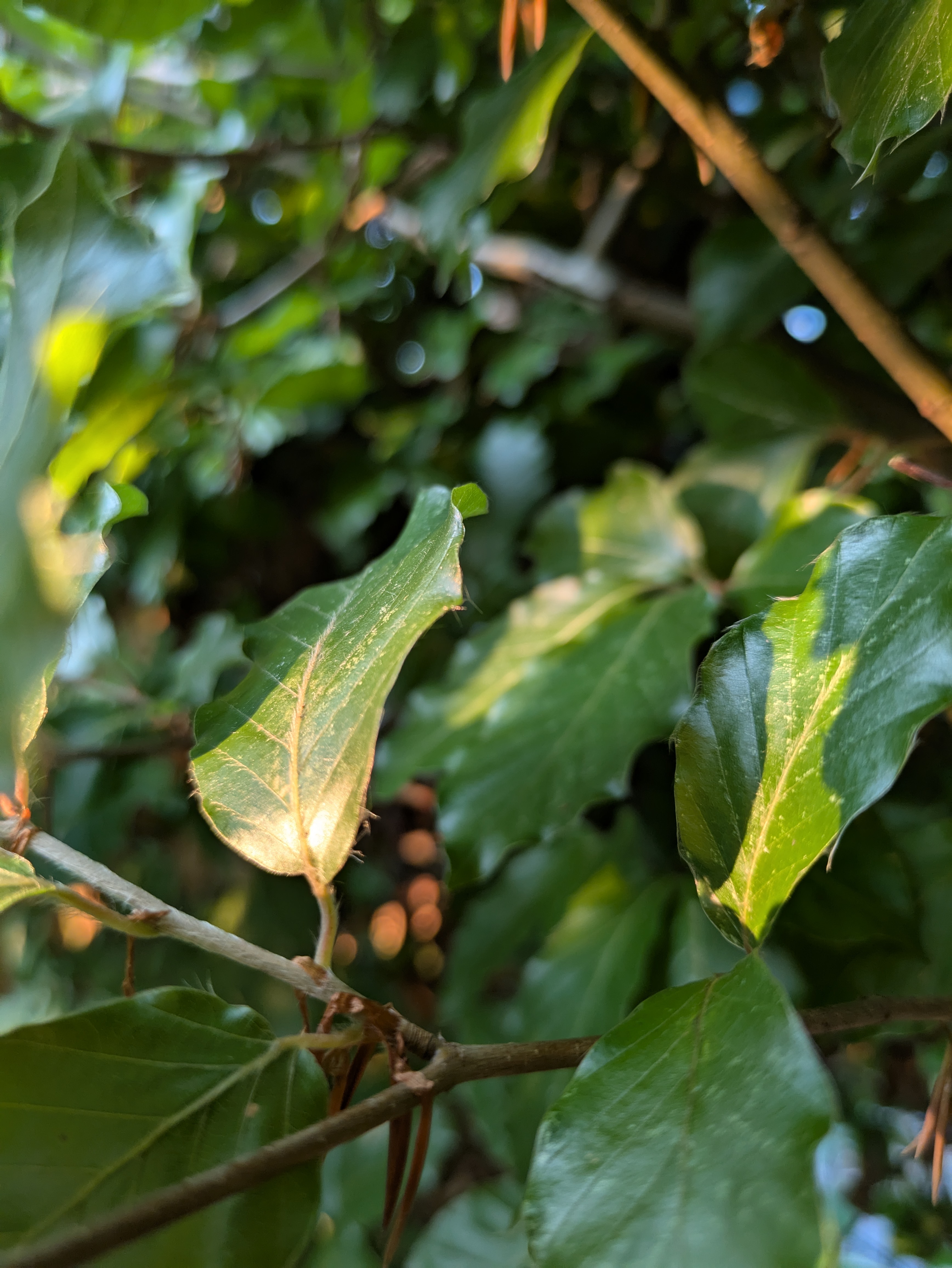 Hecke